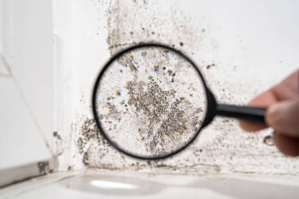 Professional Mold Prevention & Removal  in Lowes Island, VA