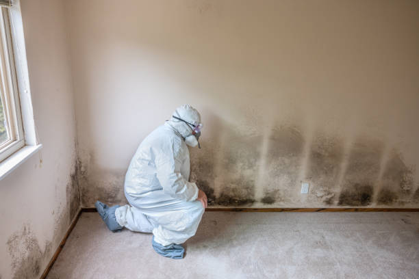 Biohazard Mold Removal in Lowes Island, VA